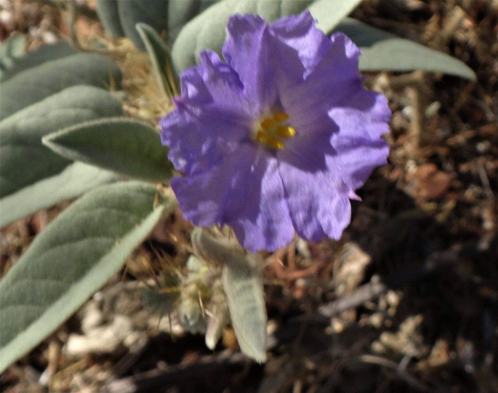 Solanum echinatum flower