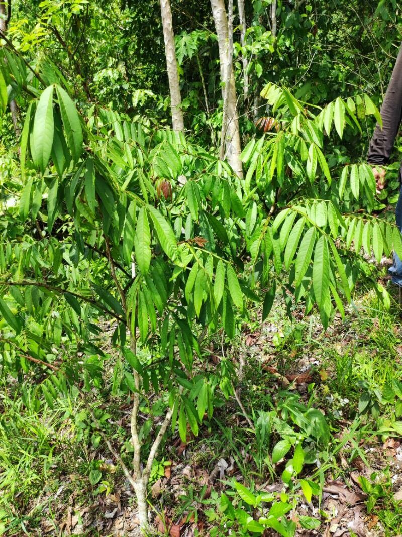 Inga bracteifera leaf