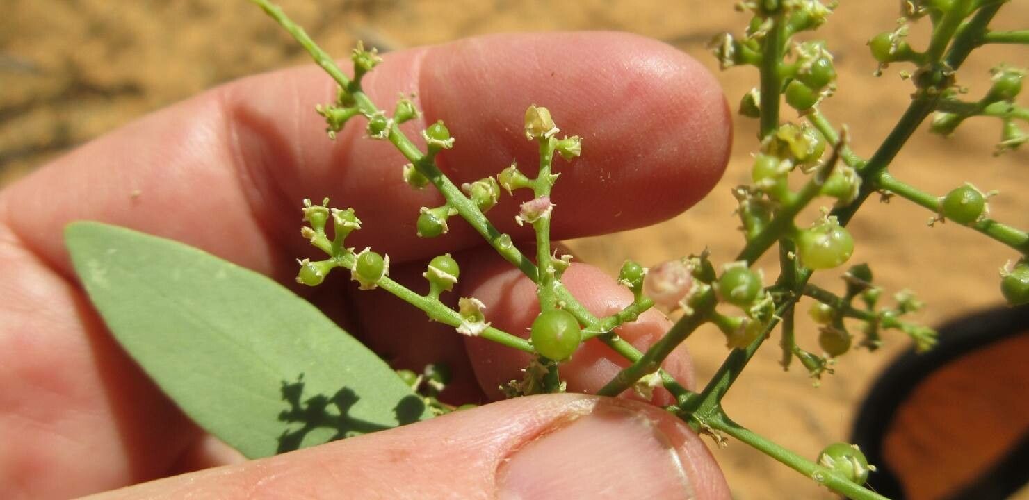 Salvadora persica fruit