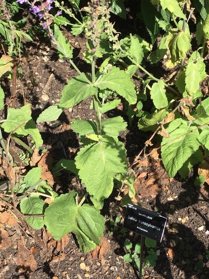 Salvia transsylvanica — search result for 'Romania'