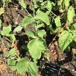 Salvia transsylvanica