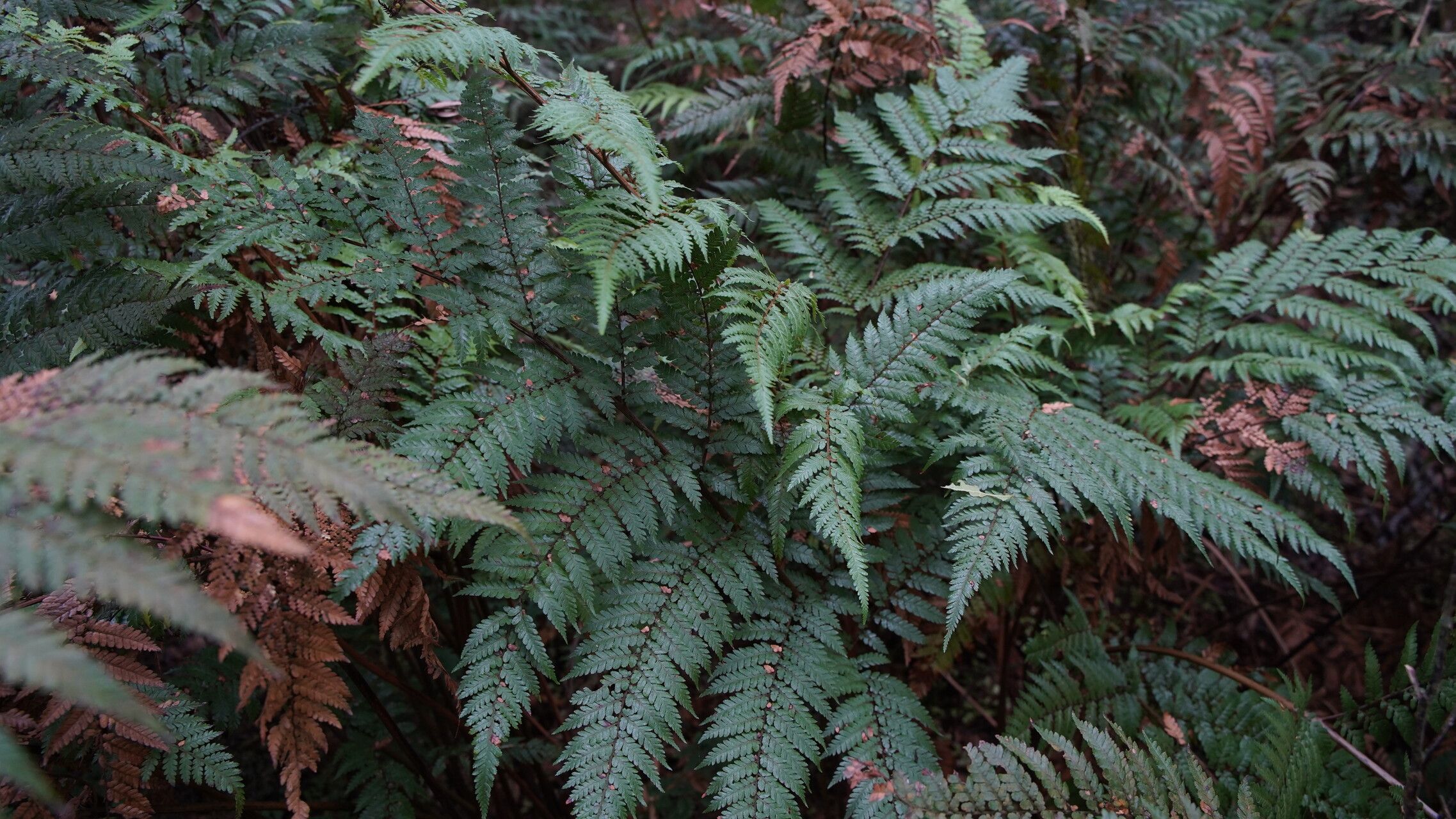 Dicksonia lanata leaf