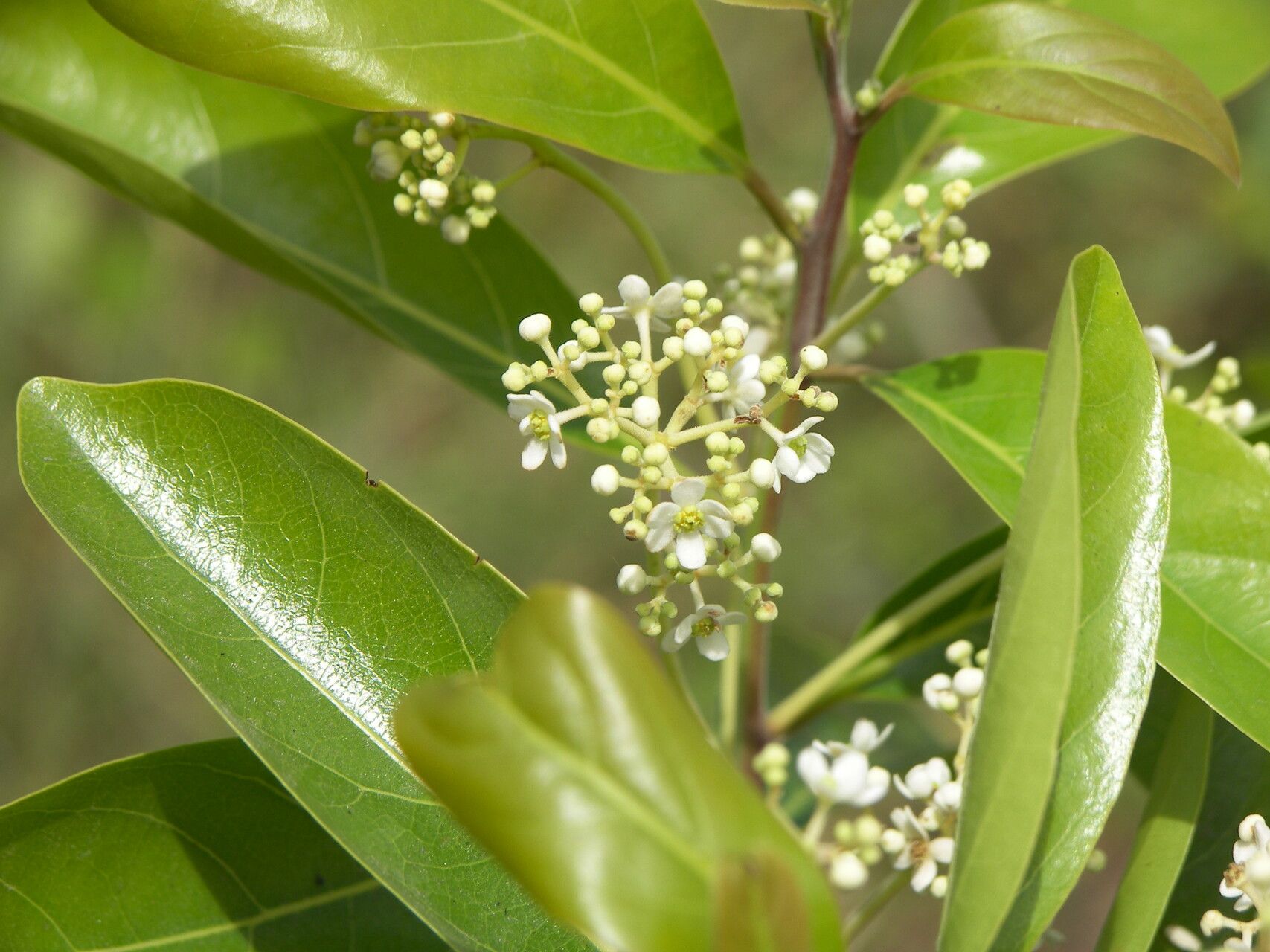 Damburneya salicifolia — related species from the same genus