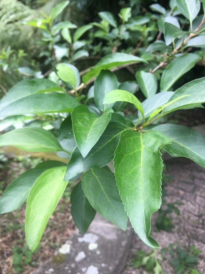 Psydrax livida — houseplant care guide