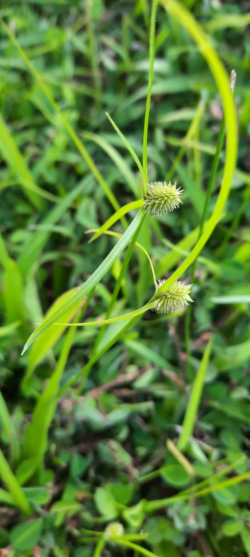 Rhynchospora colorata fruit