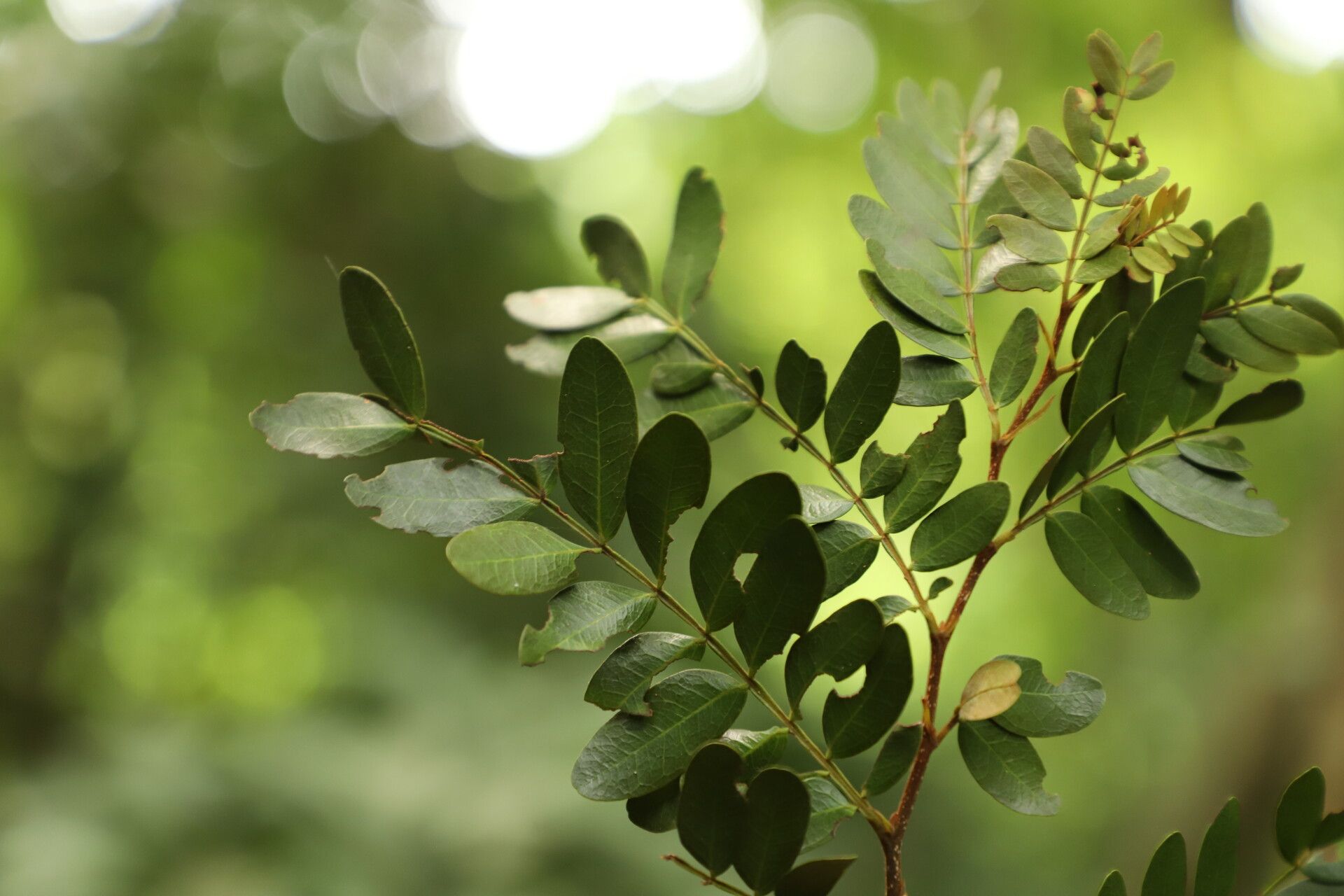 Cynometra lujae leaf