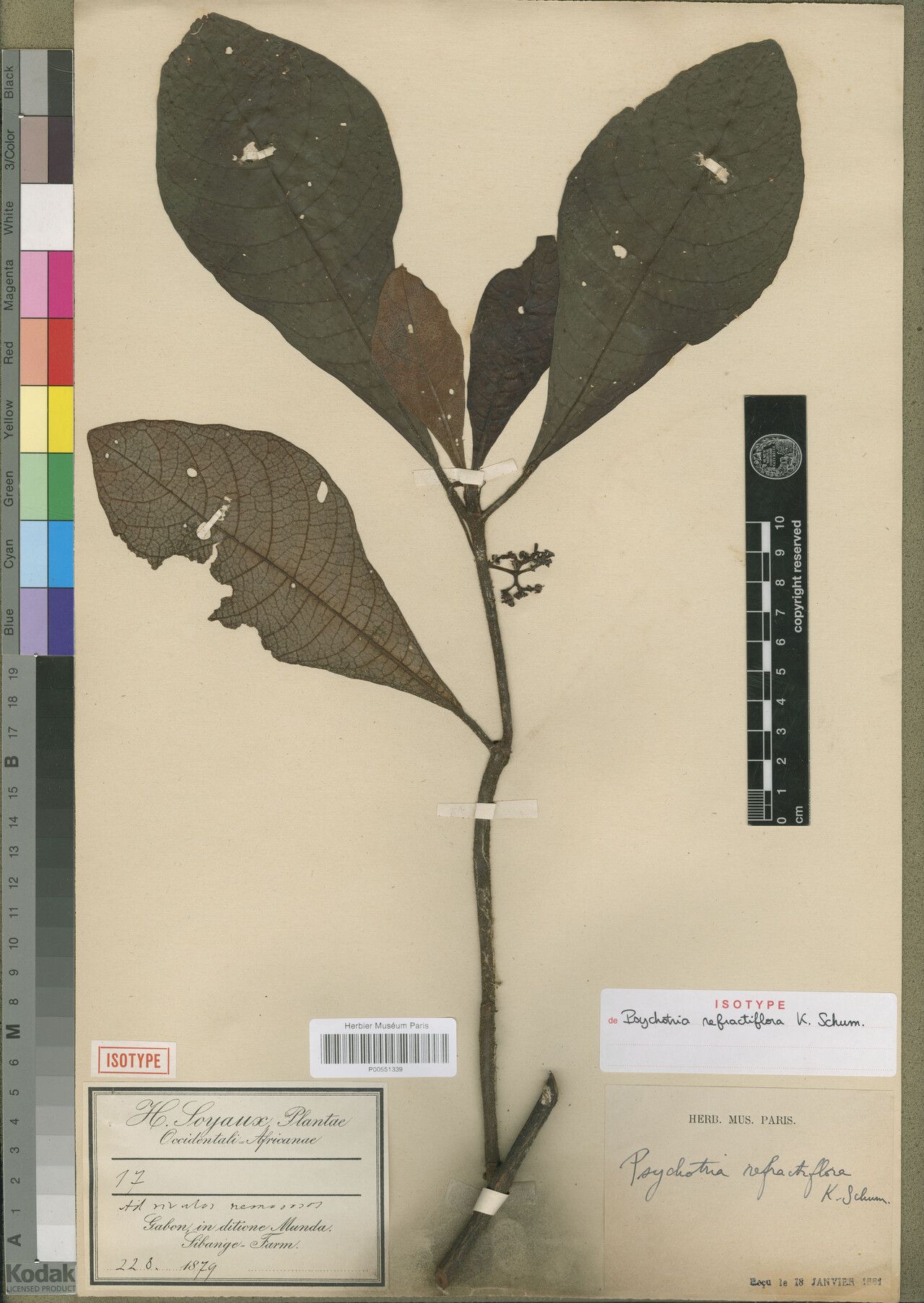 Psychotria refractiflora — houseplant care guide