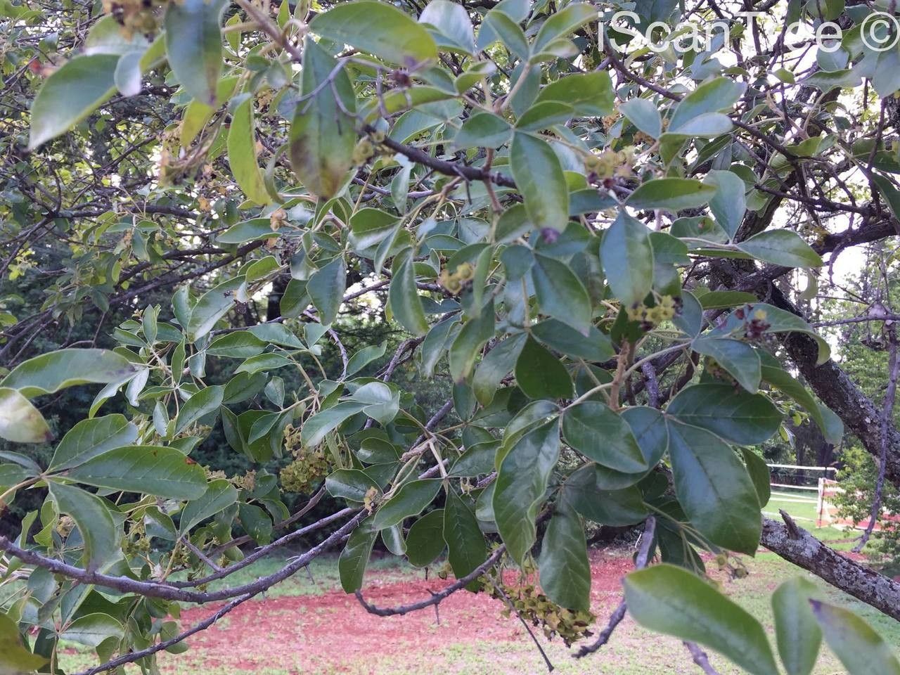 Vitex rehmannii — search result for 'Vitex'