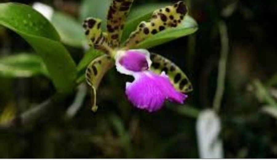 Cattleya aclandiae