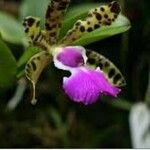 Cattleya aclandiae