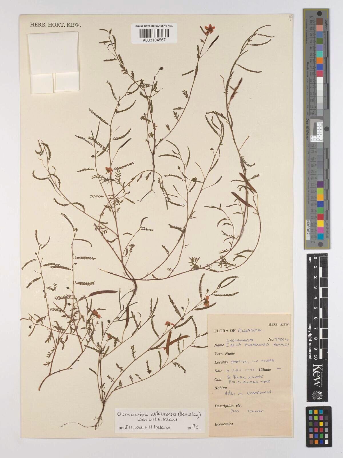 Chamaecrista aldabrensis