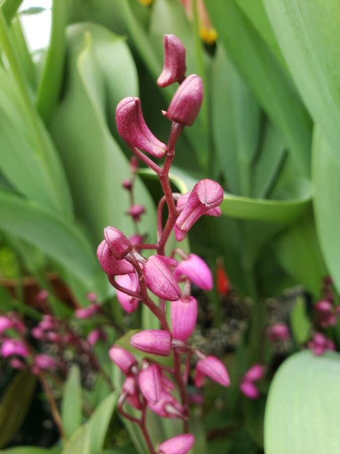 Dendrobium kingianum fruit