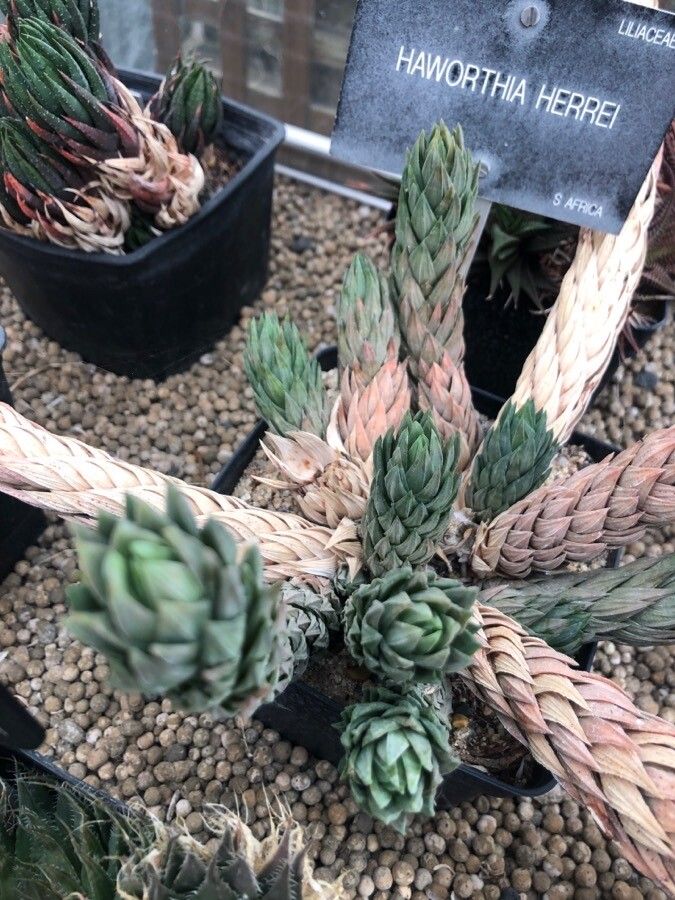 Haworthia glauca leaf