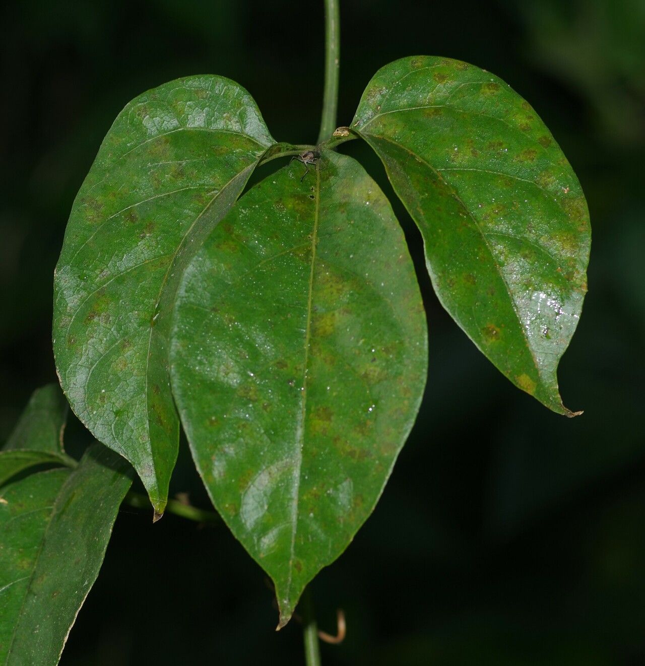 Cayaponia rigida — houseplant care guide