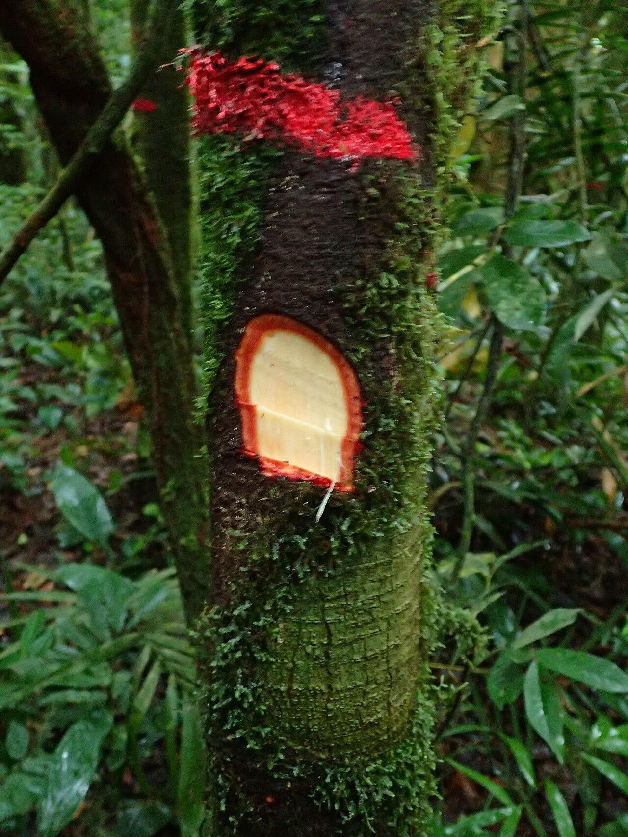 Allanblackia staneriana bark