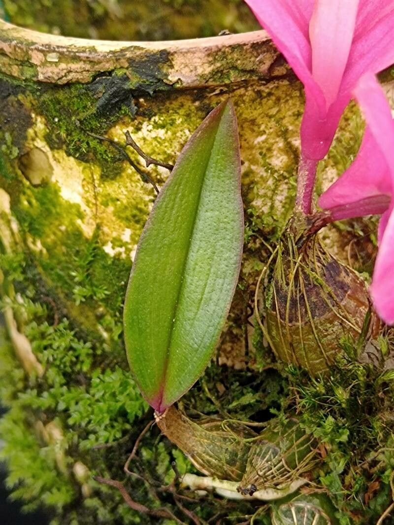 Dendrobium laevifolium — houseplant care guide