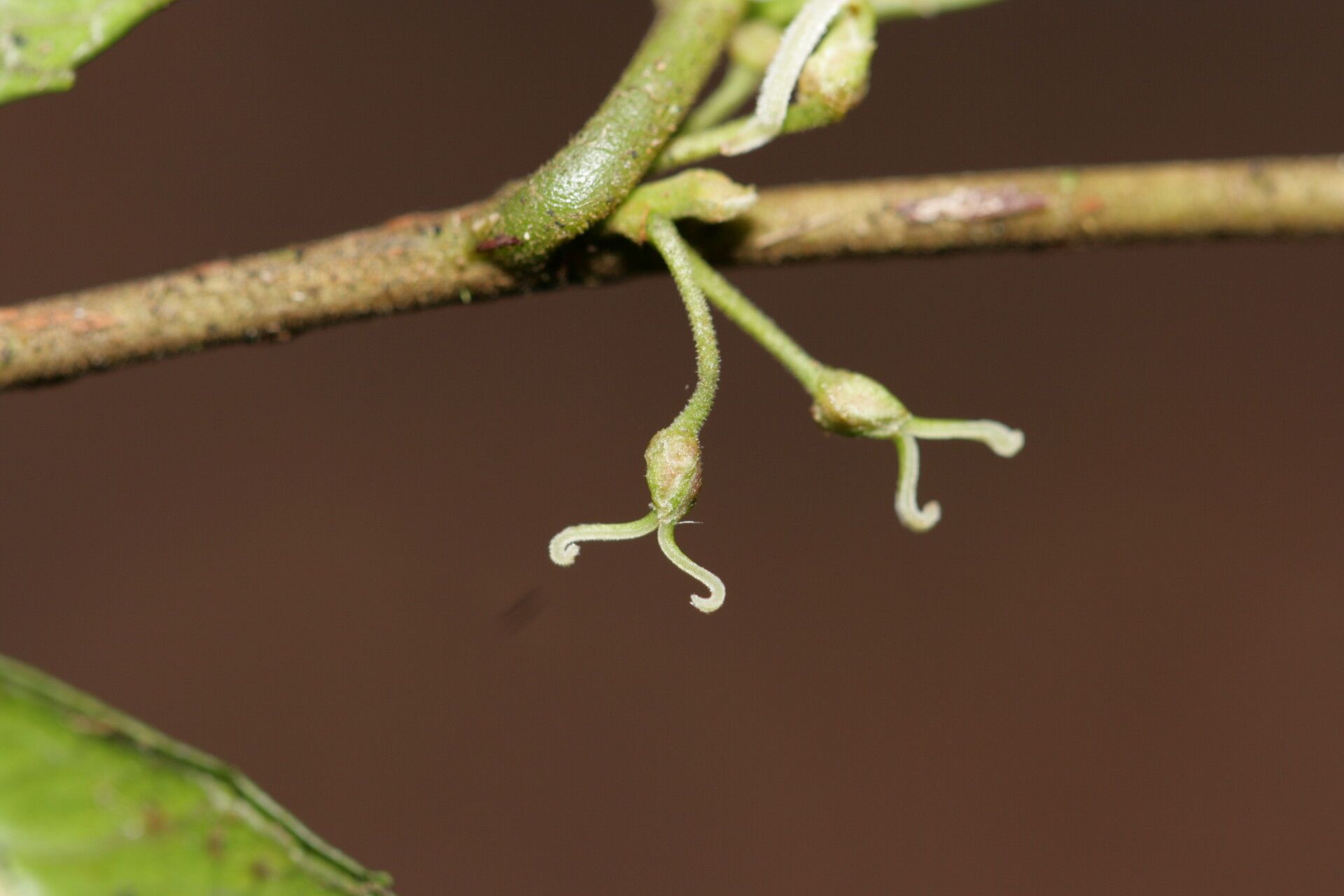 Paratrophis glabra flower