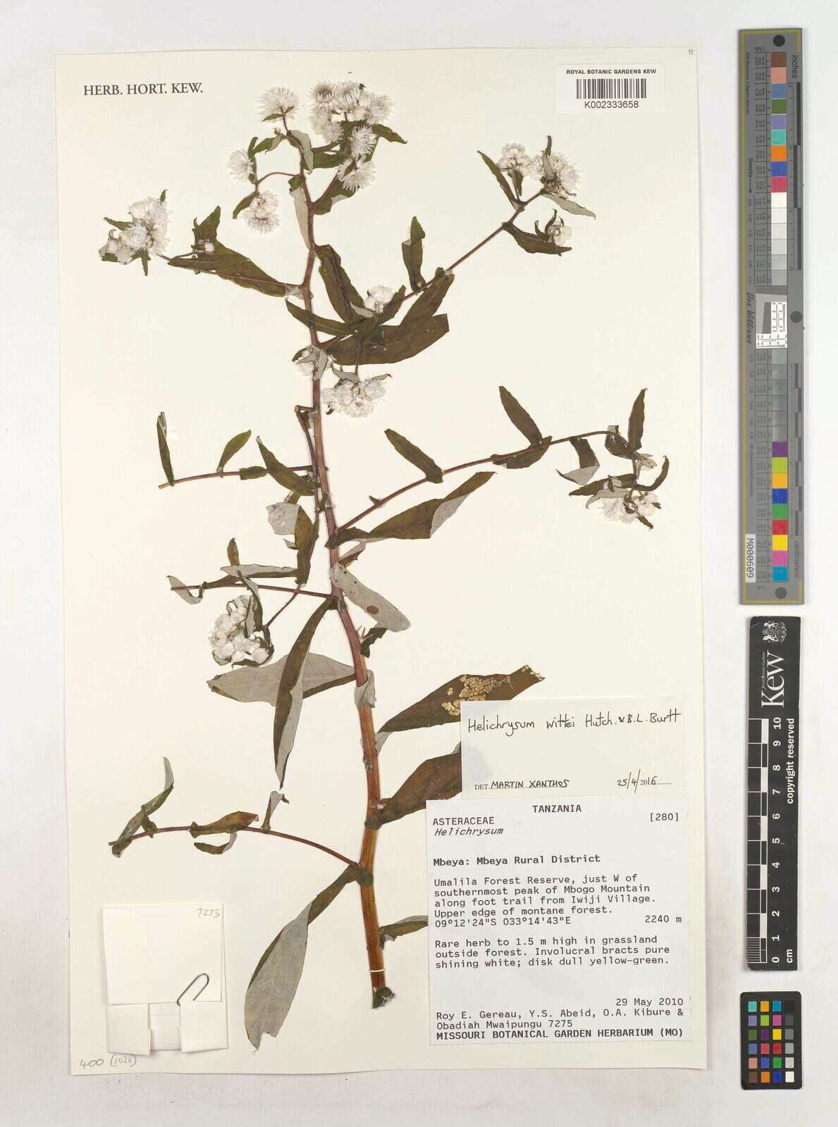 Helichrysum wittei — search result for 'Helichrysum'