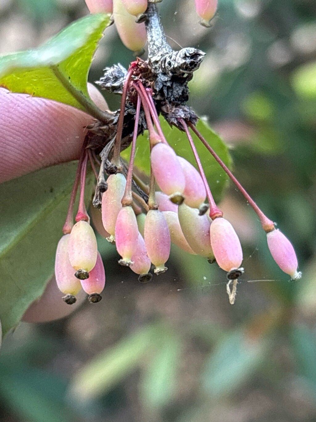 Berberis honanensis fruit