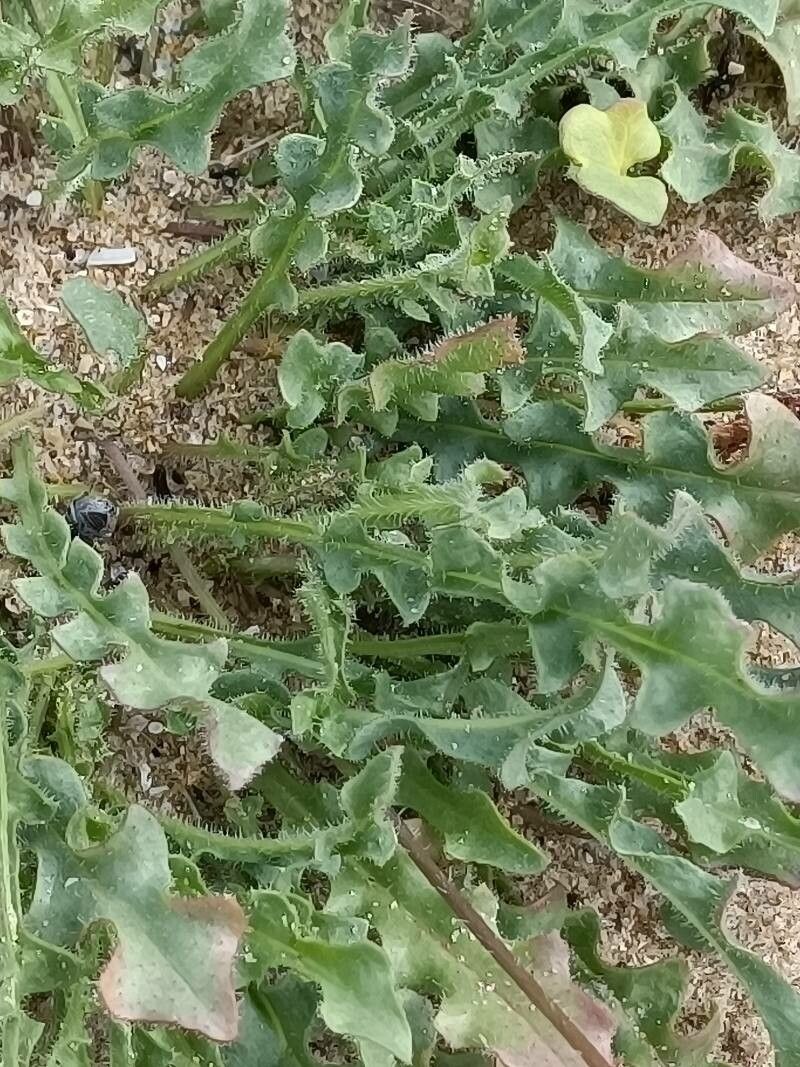 Hypochaeris radiata — search result for 'Hypochaeris'