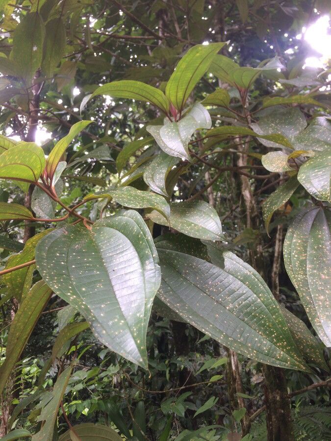 Miconia mirabilis leaf