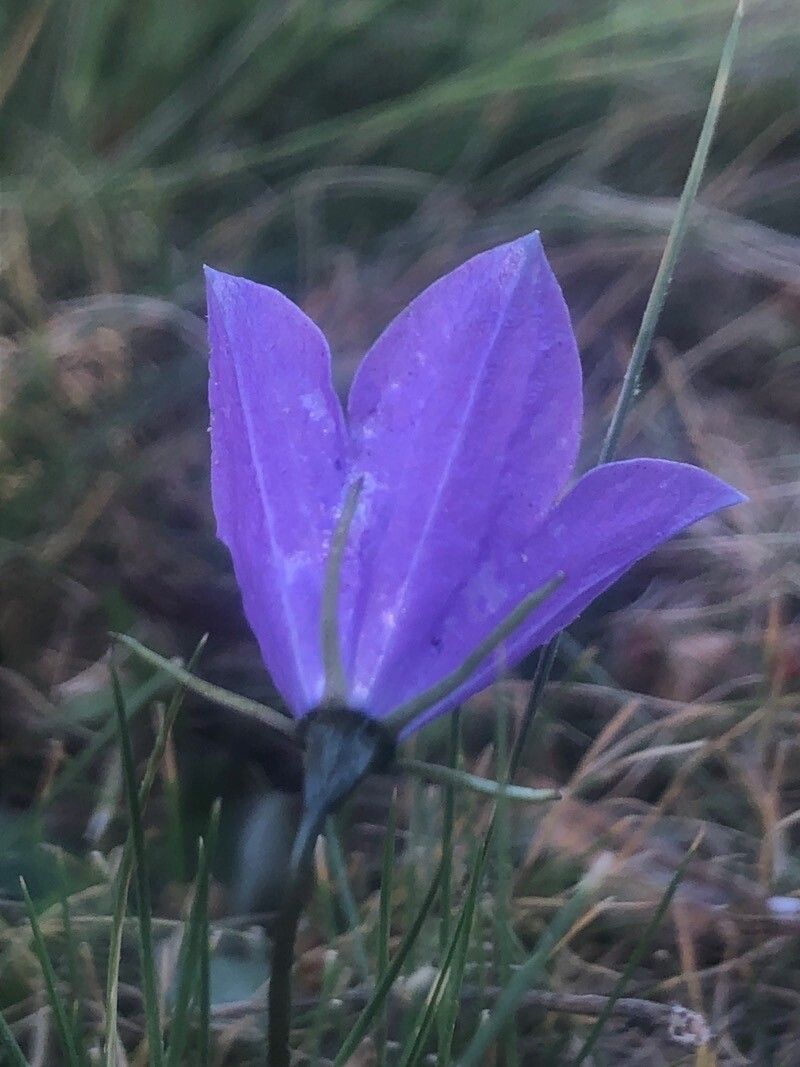 Campanula herminii flower