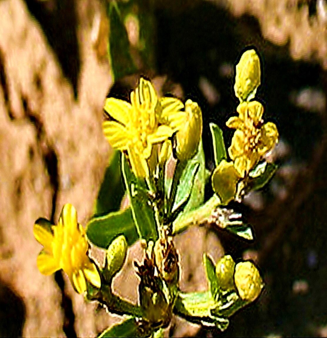 Gutierrezia elegans — related species from the same genus