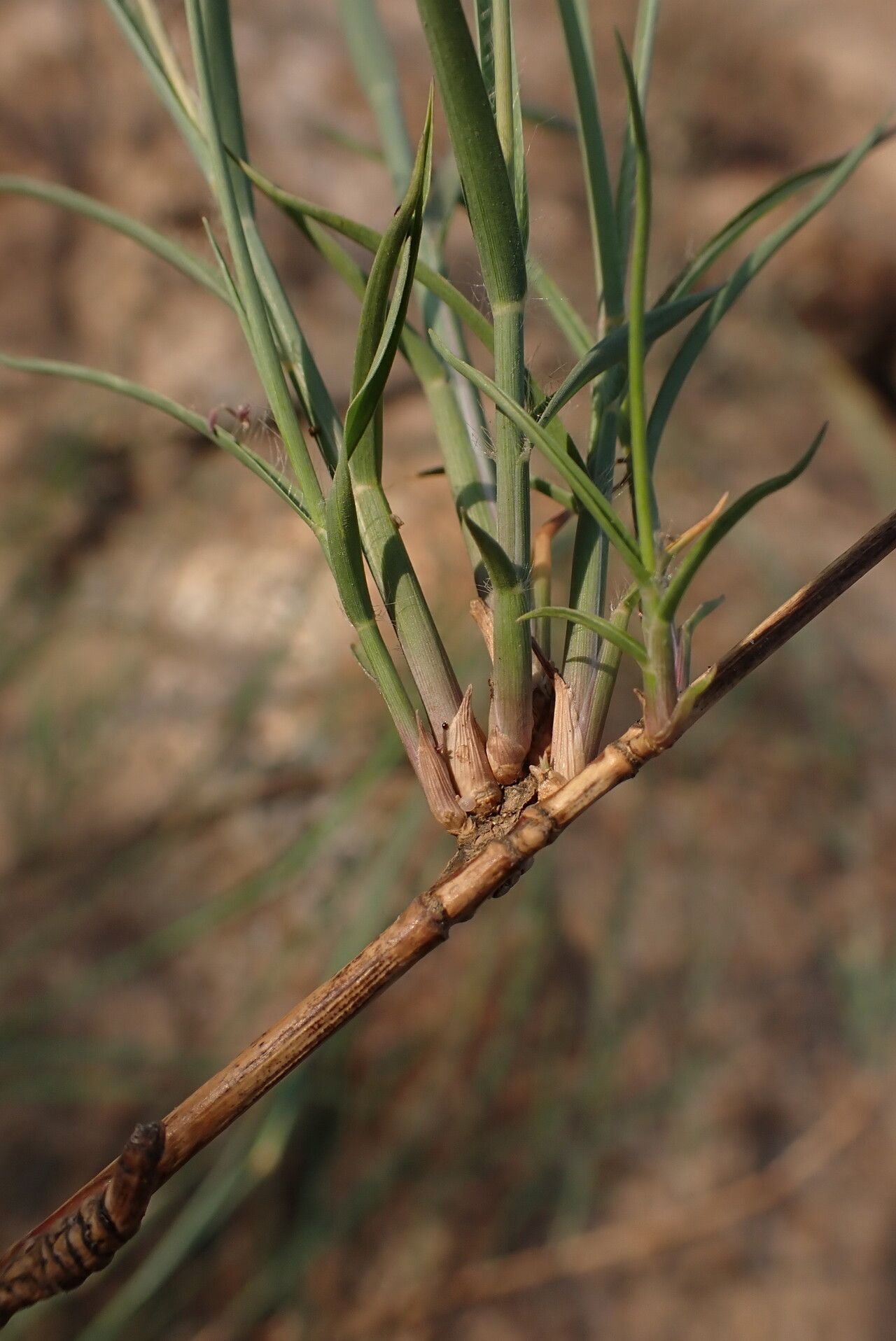 Eragrostis barteri leaf