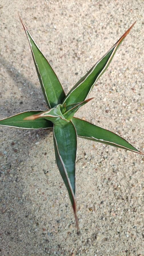 Dracaena pinguicula leaf