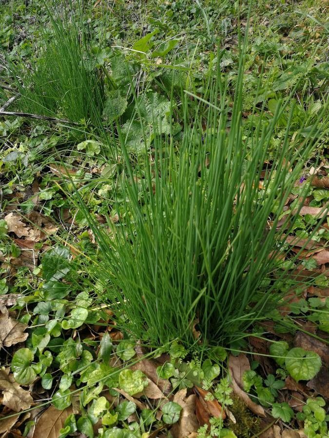 Allium strictum — search result for 'Allium'