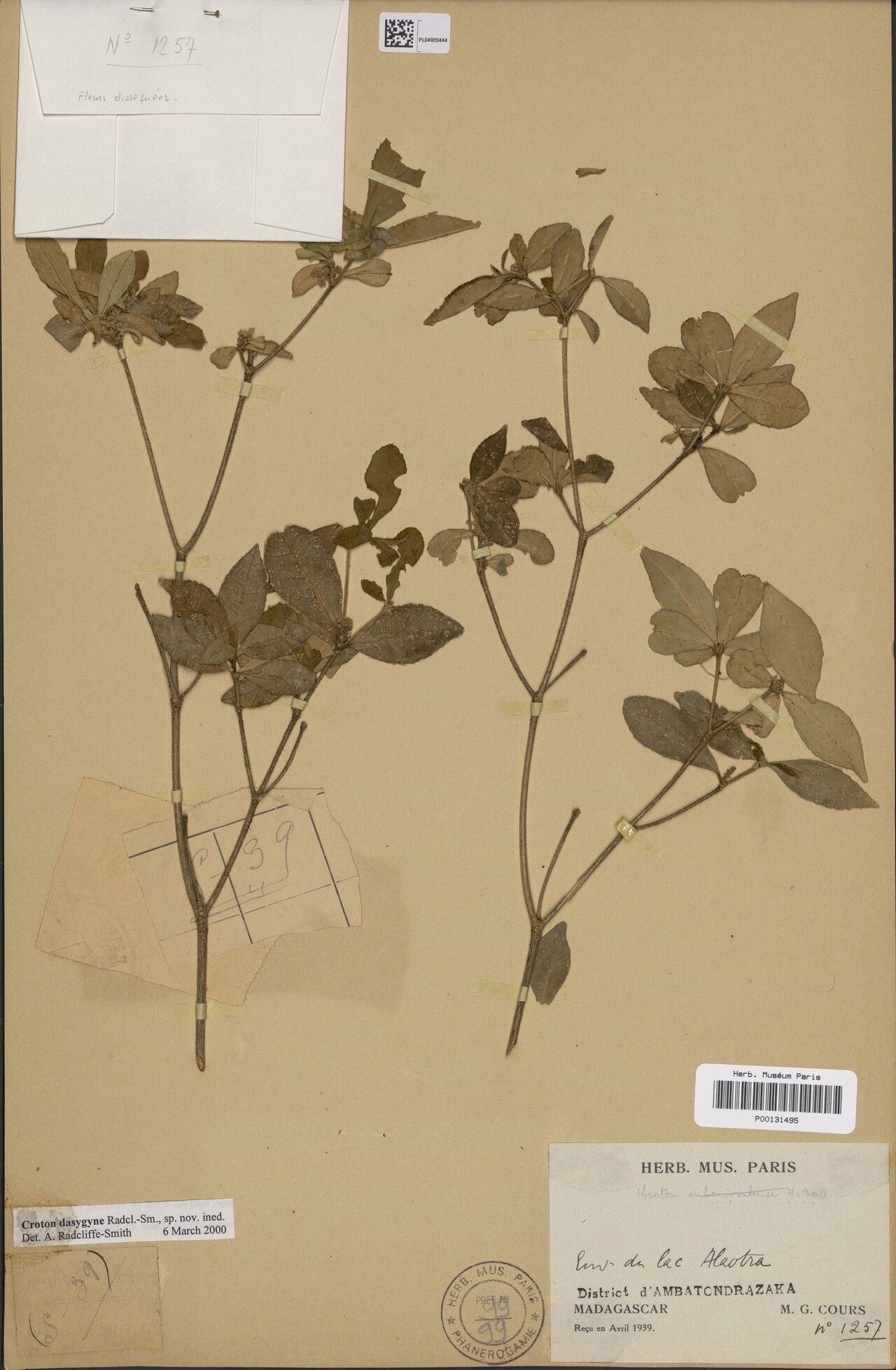 Croton radiatus — houseplant care guide