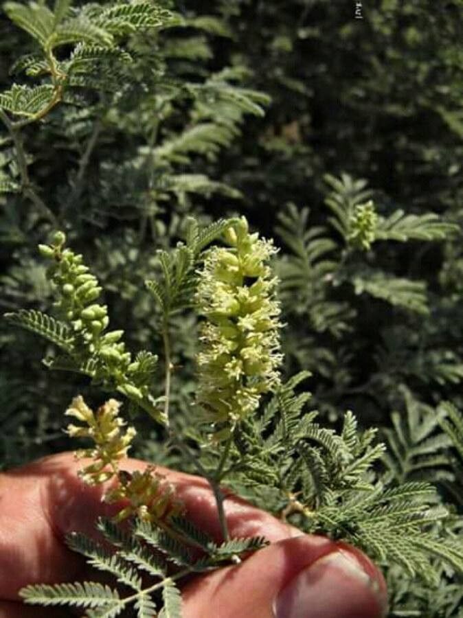 Prosopis farcta flower