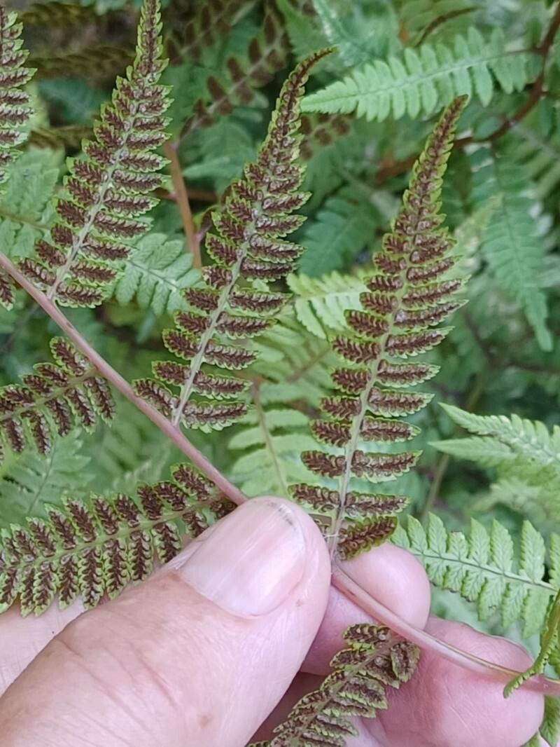 Anisocampium niponicum fruit