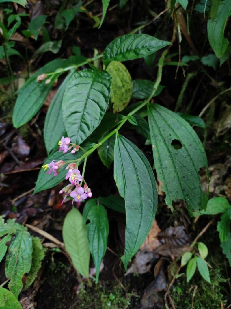 Centradenia grandifolia — related species from the same genus