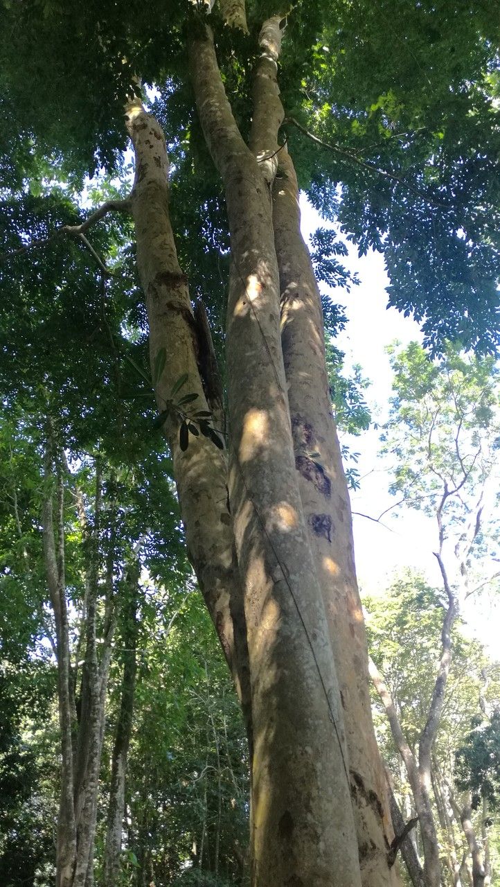 Xeroderris stuhlmannii bark