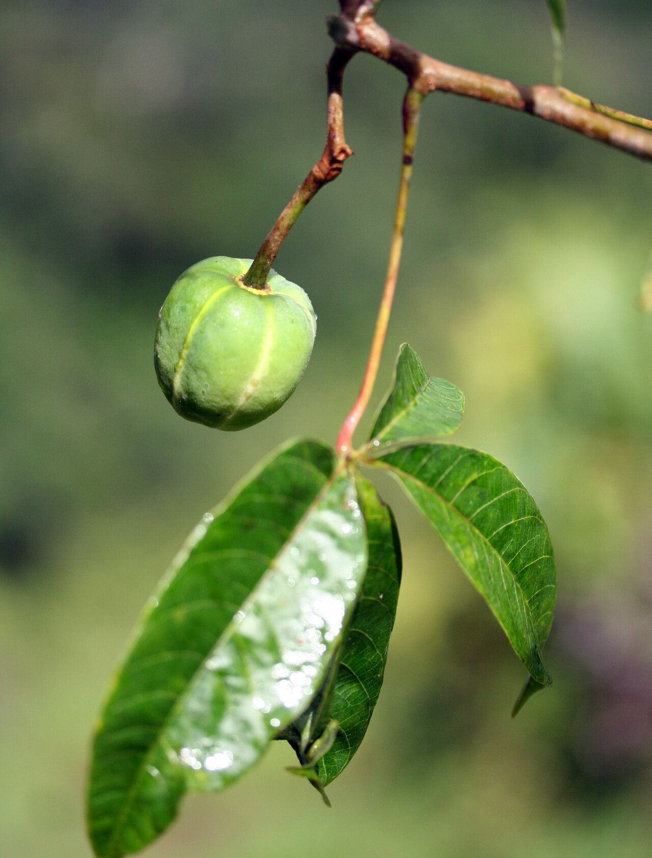 Manihot tristis fruit