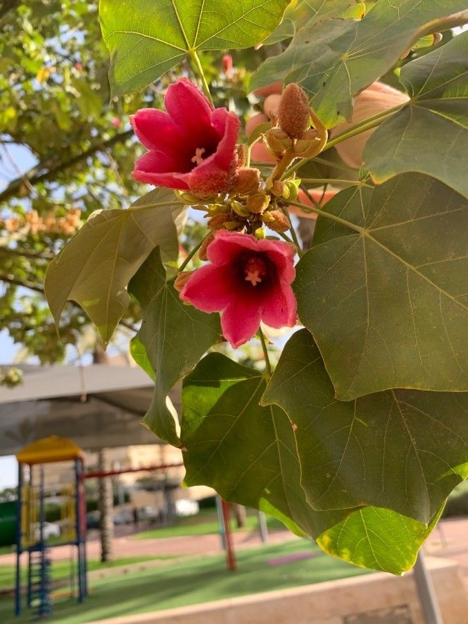 Brachychiton discolor leaf