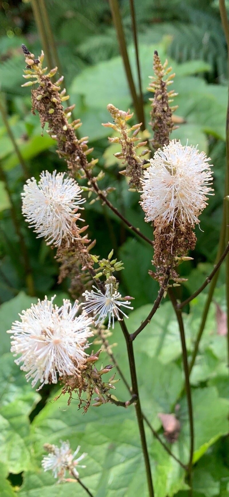 Actaea elata fruit