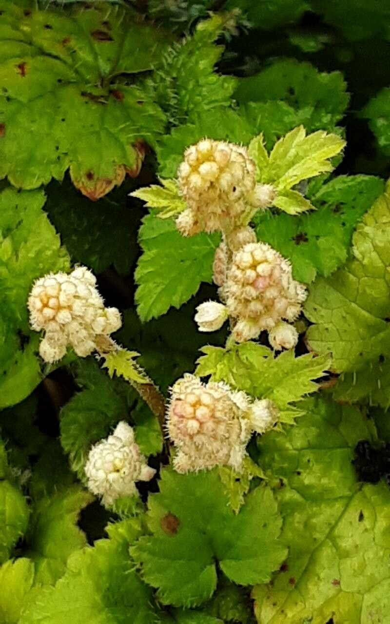 Tiarella laciniata