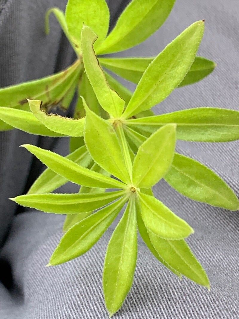 Galium asprellum — search result for 'Rubiaceae'