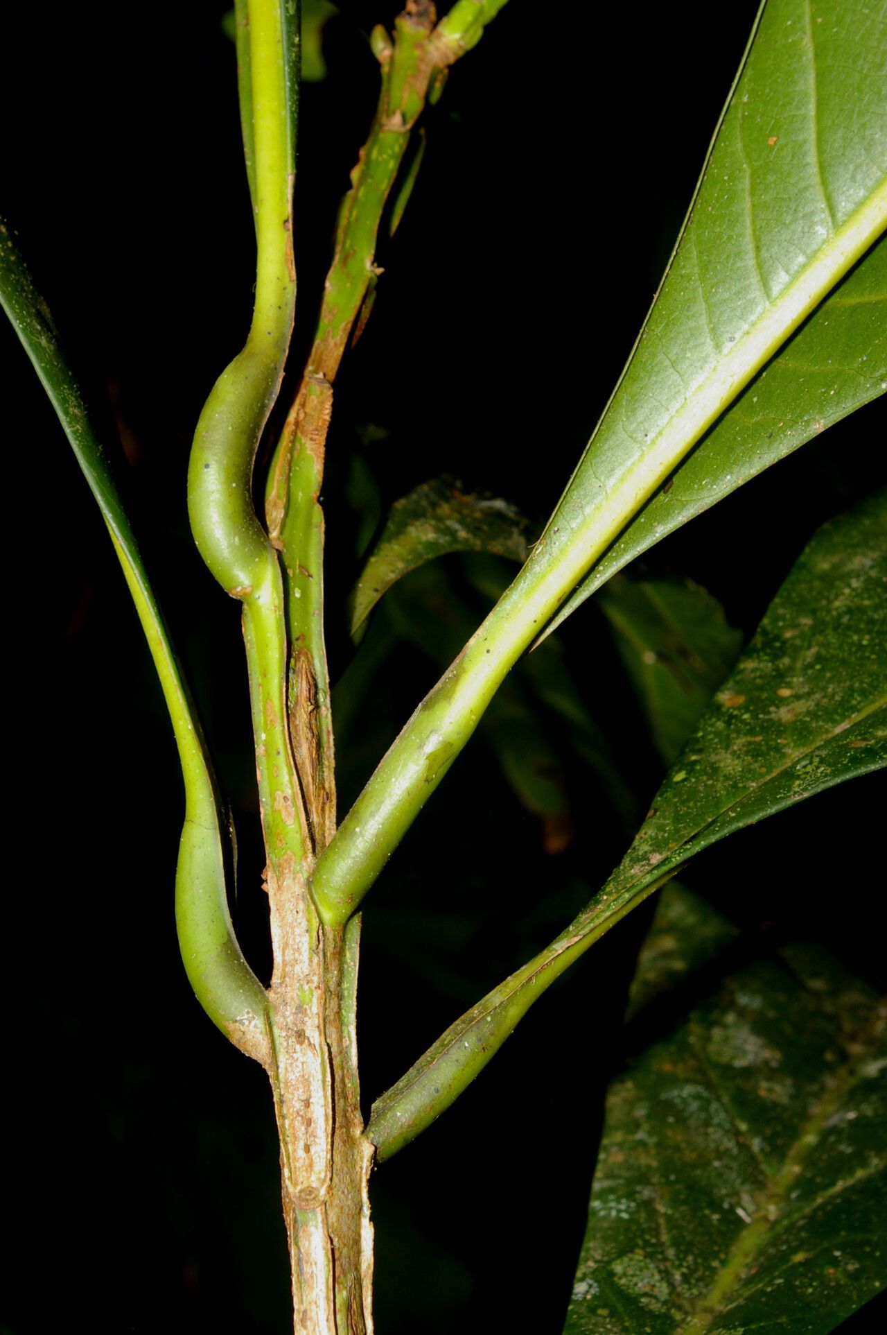 Ocotea pentagona bark