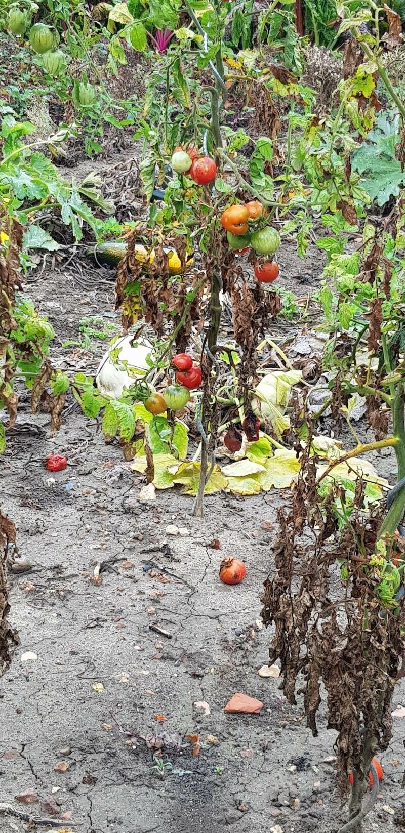 Cucumis trigonus habit
