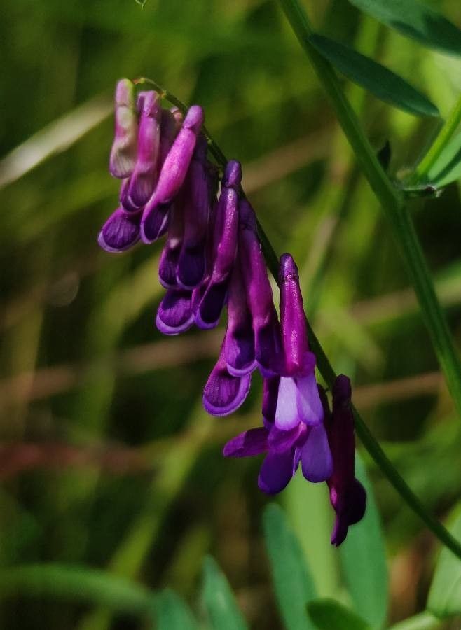 Vicia dasycarpa flower