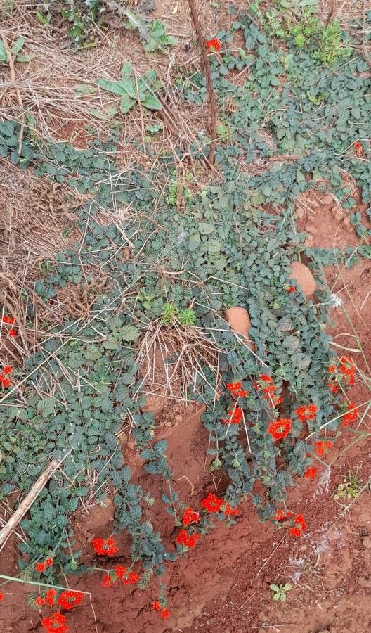 Verbena tweedieana habit