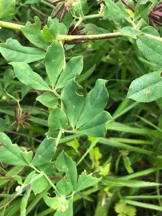 Dorycnium rectum leaf