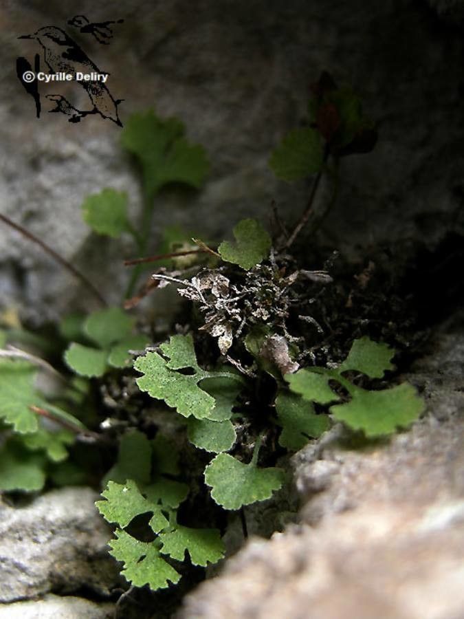 Asplenium lepidum — houseplant care guide