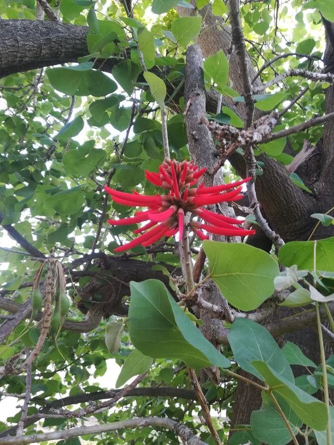 Erythrina flabelliformis leaf