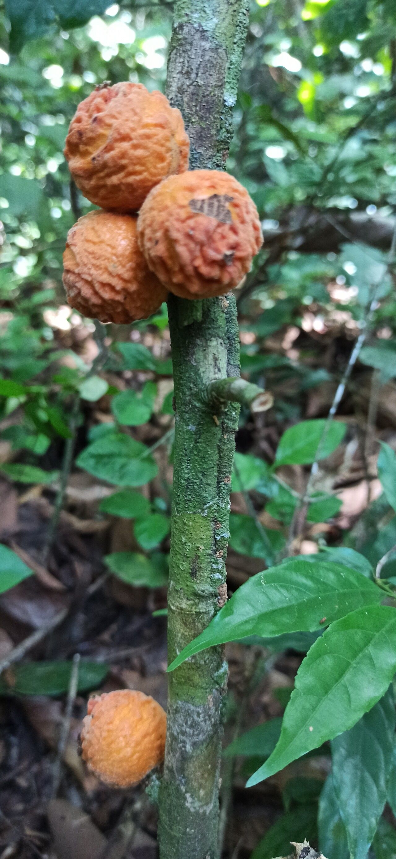 Drypetes ivorensis — houseplant care guide