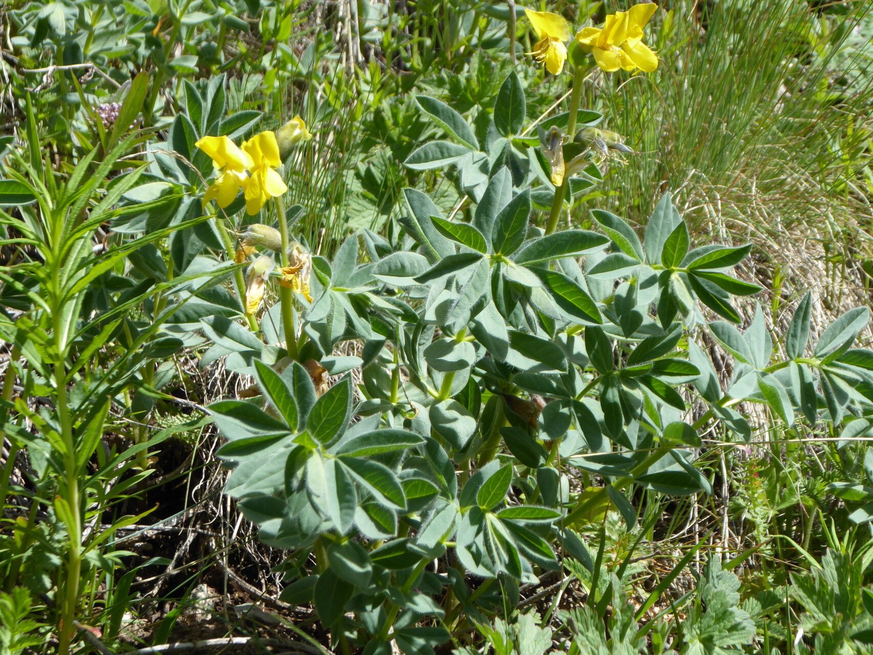 Thermopsis alpina — related species from the same genus