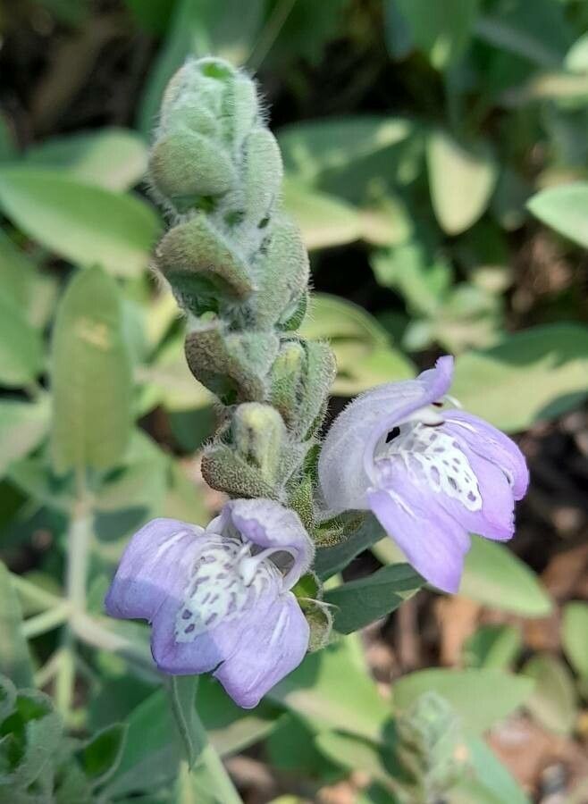Justicia gilliesii flower
